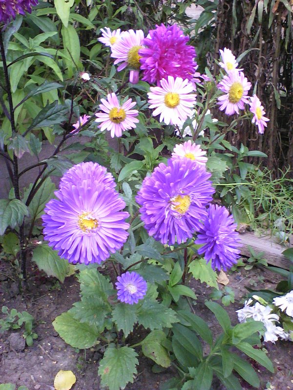 Цветы в саду - Полина 