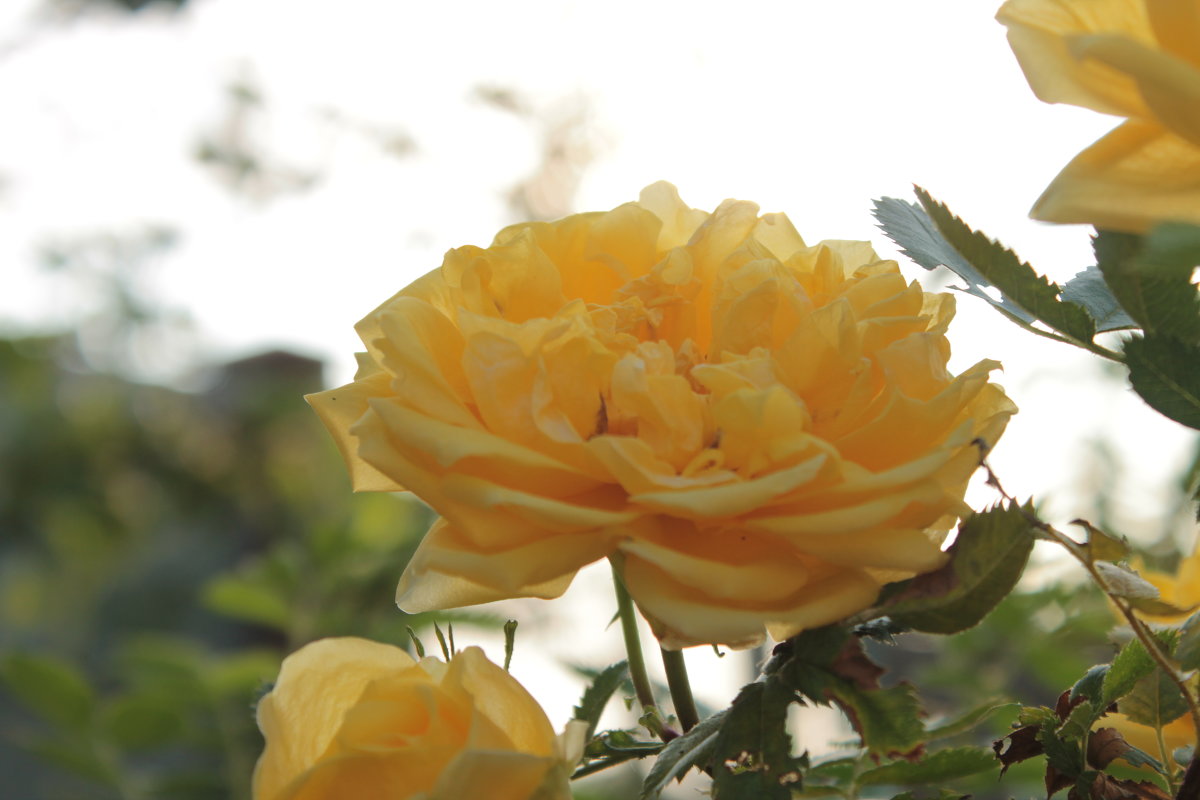 Желтая роза - Алиме Исмаилова