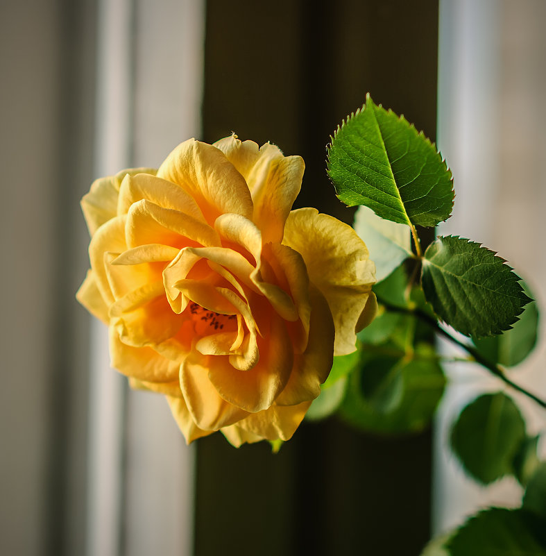 Цветущая роза - Михаил Вандич