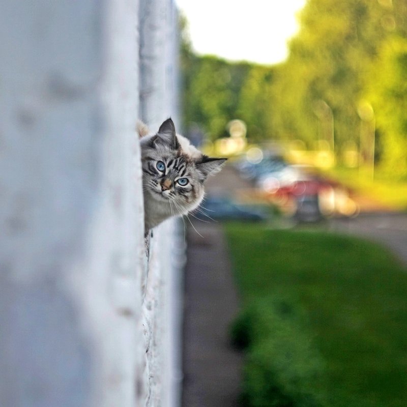 Кто это там? - Илья Тимкин