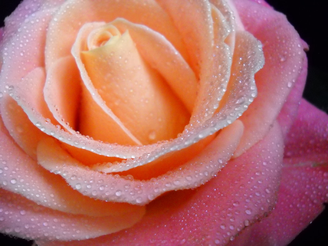 Разноцветная роза - Victoria 