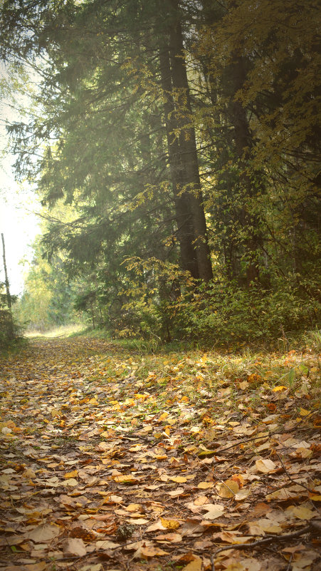 Осень в лесу - Юлия Воробьева