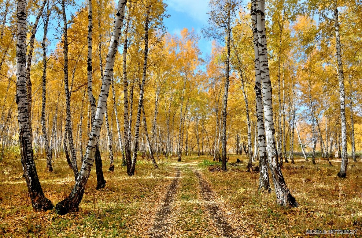 Картинки осенняя роща