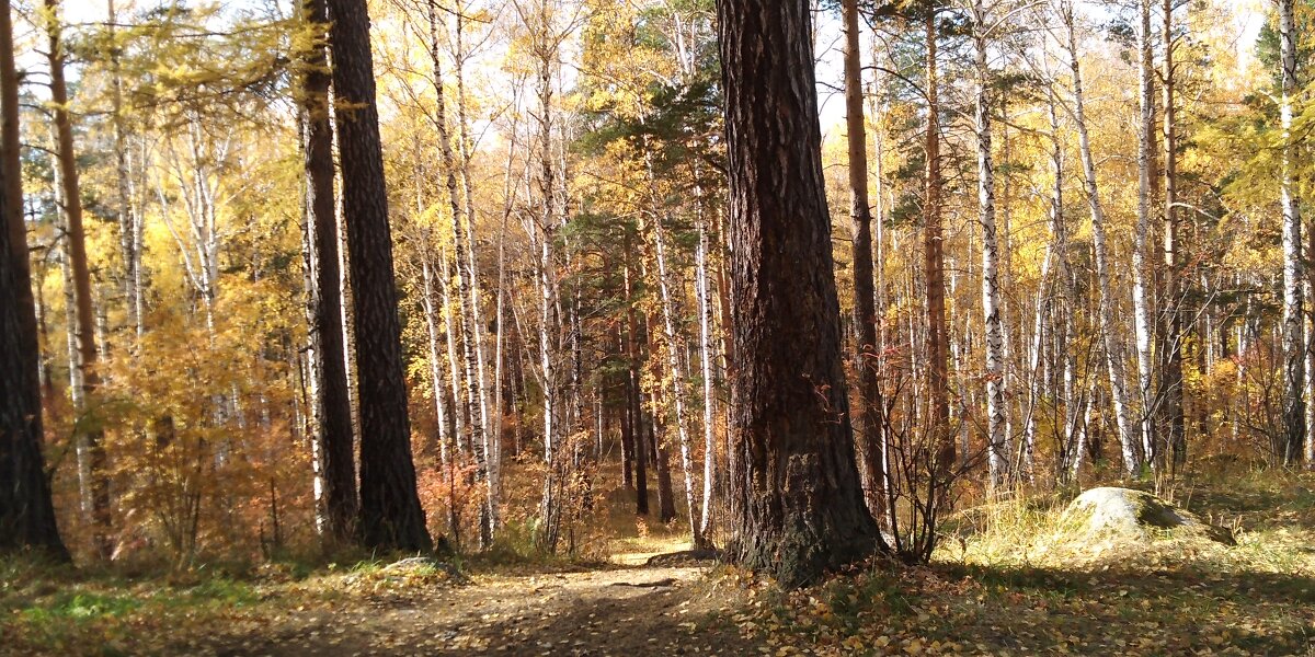 Осень в лесу - Ираида Юмагулова