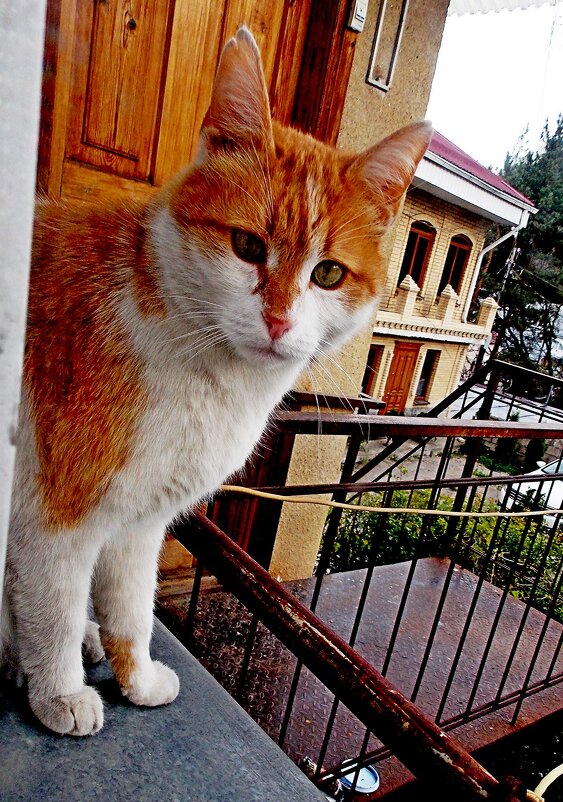 Эй!  фотограф - снимай  скорей! - Евгений 