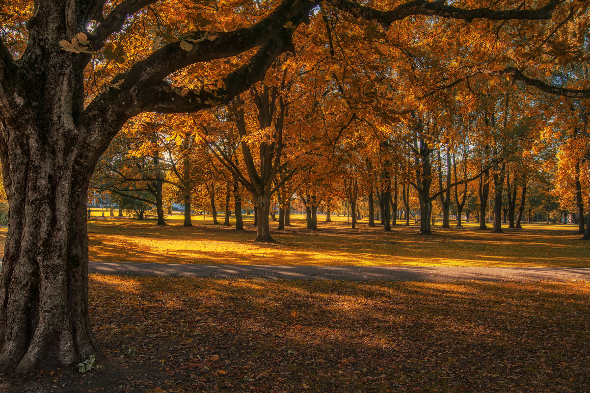 Осень в парке - Egor 