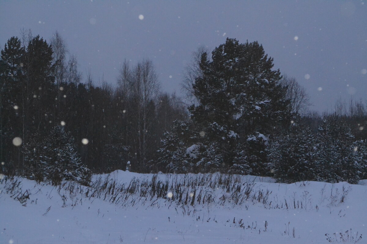 Вечерний зимний лес - Екатерина 