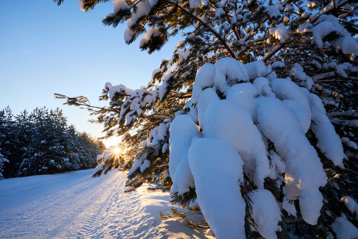 Солнце и снег на зимней дороге - Константин Федяев