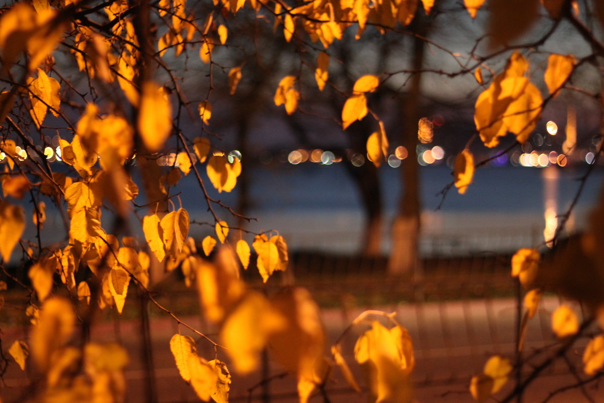 The Magic Of Autumn... - Светлана М