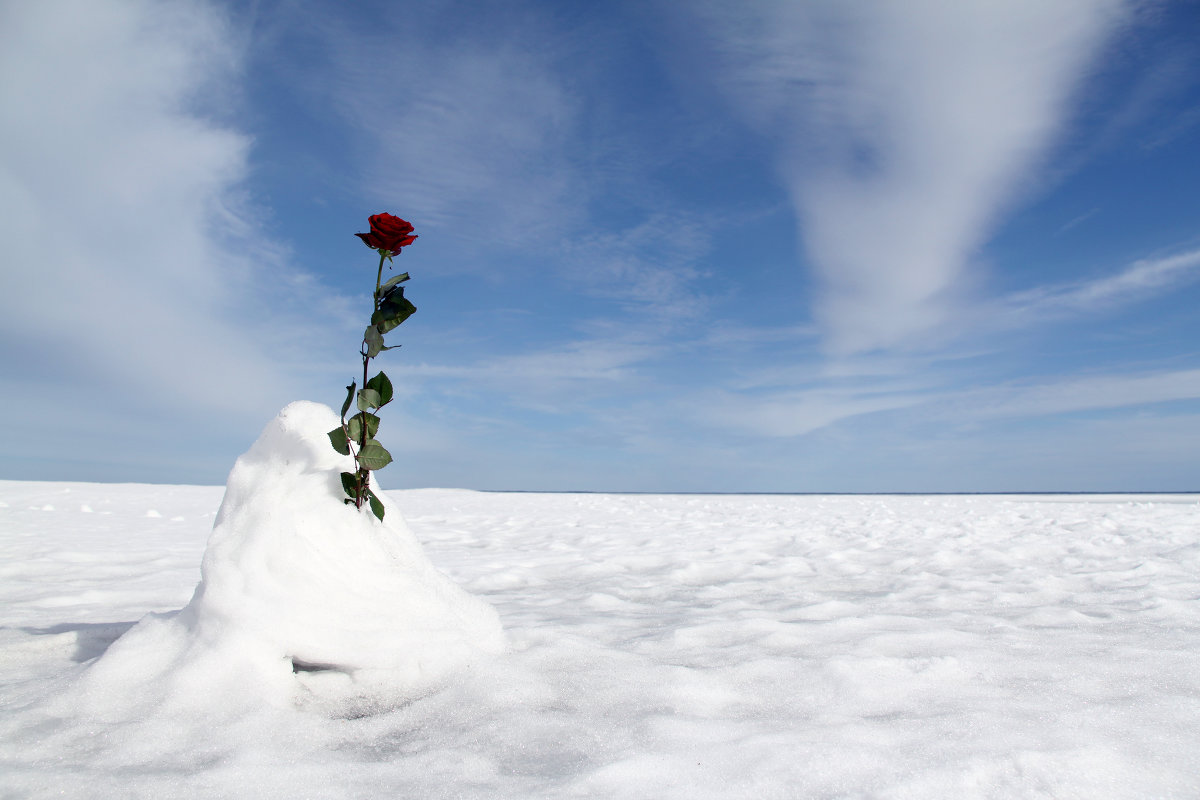 Роза на снегу - Светлана Сим 