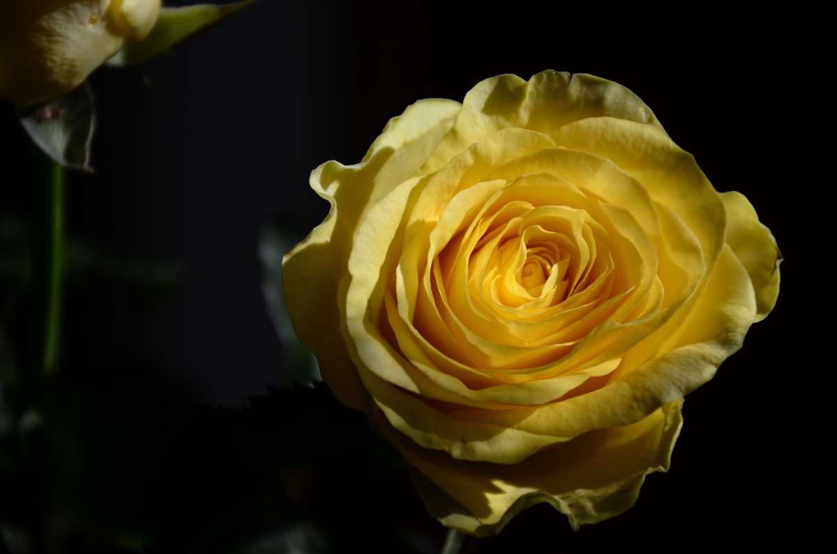 Yellow rose - Olga Krotova
