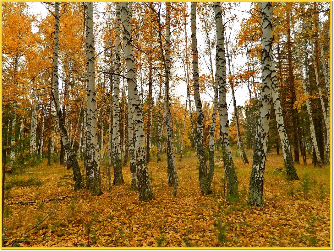 Осень бродит по лесам... - Наталья Соболева