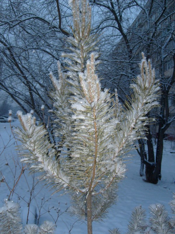 Снегурочка - Галина Петрушкова