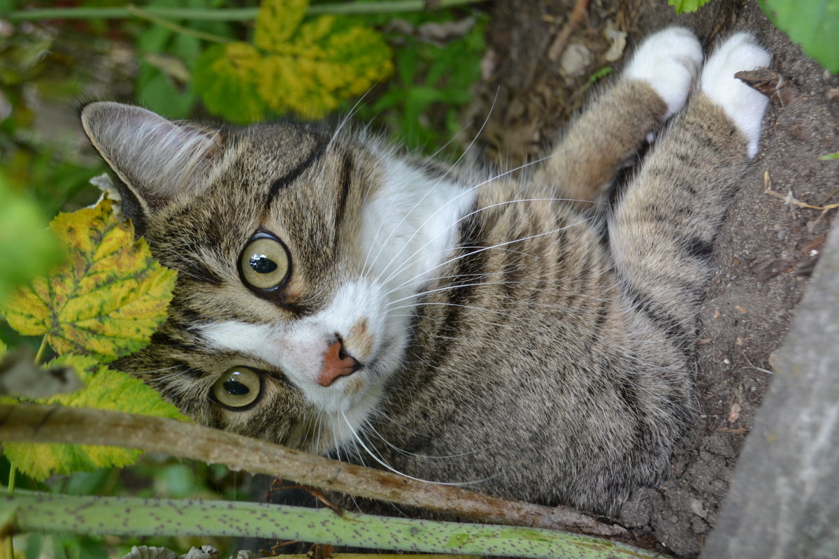 Cat - Vera Baksheeva