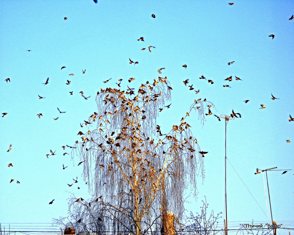 ... - Владимир 