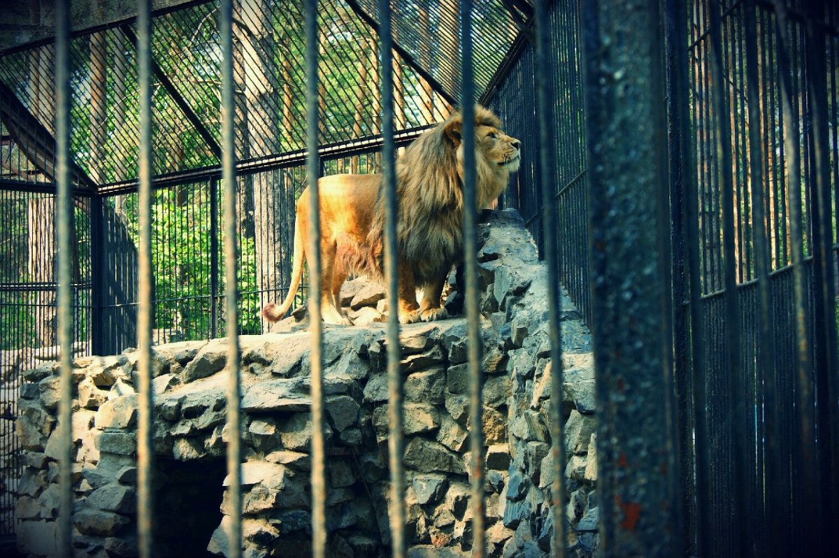 Король лев... Хочет на свободу. - Света Кондрашова