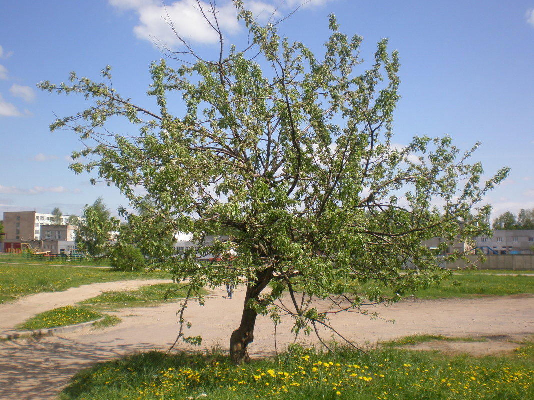 ... - Злата Чеснокова 