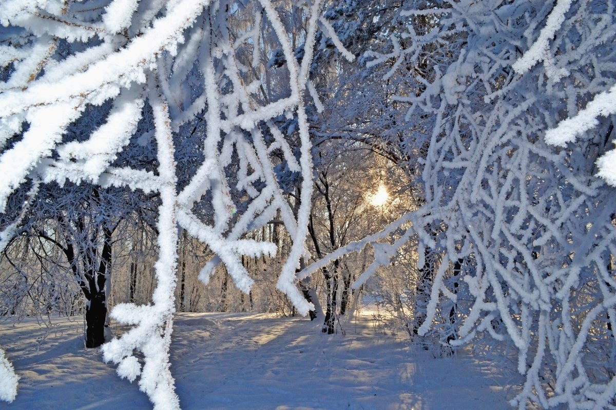 Зимний денек в лесу - Наталья Лисинова 