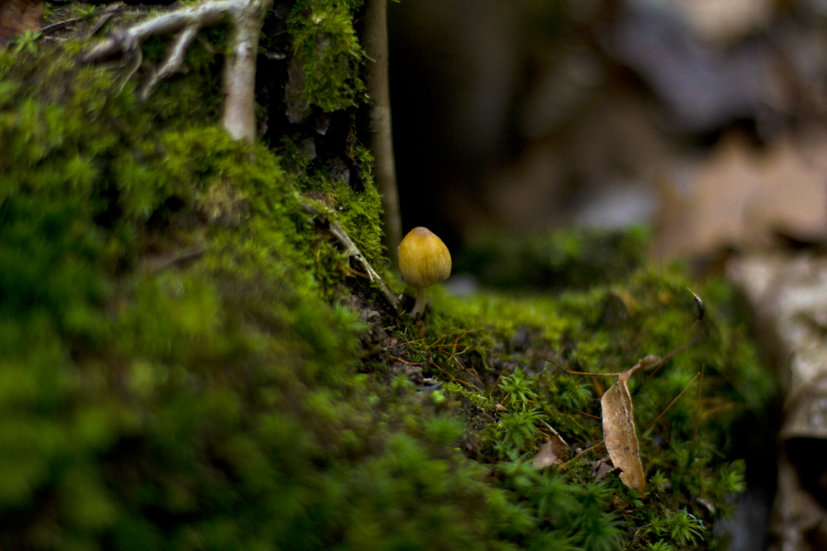 mushroom - Алексей Бибиков