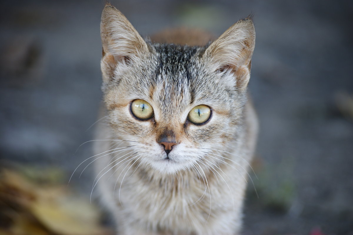 Котик - Анастасия Демида