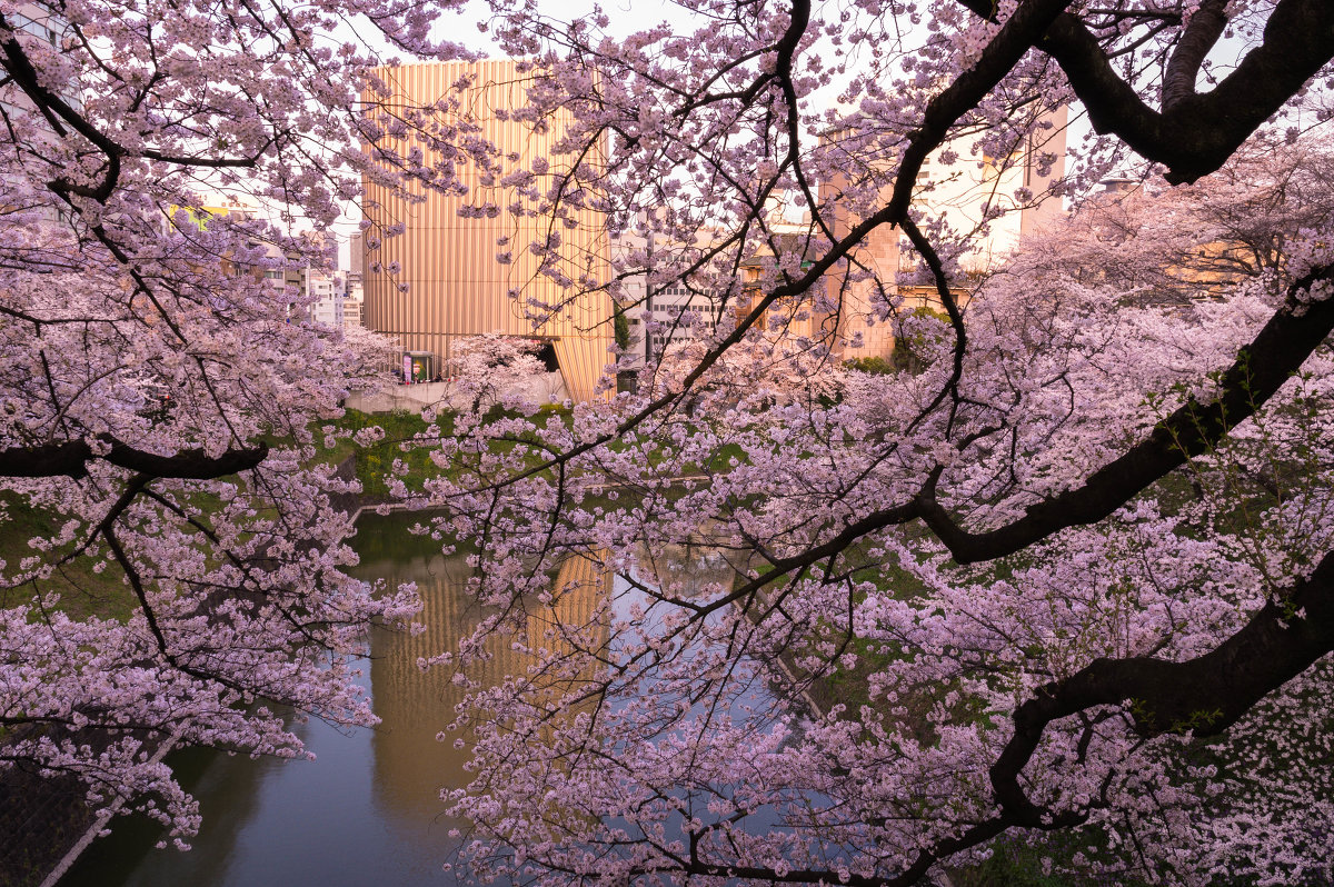 Sakura sunset - Nina Uvarova