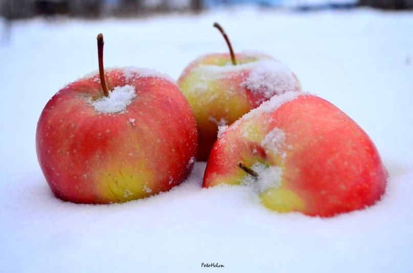 Яблоки на снегу - Елена Шабалина