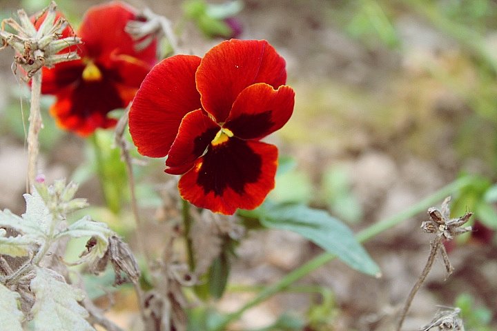 Flowers - Алина Якушина