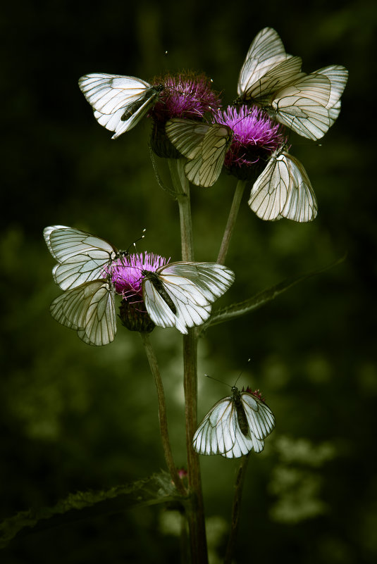 Нашествие бабочек - Sergey Apinis