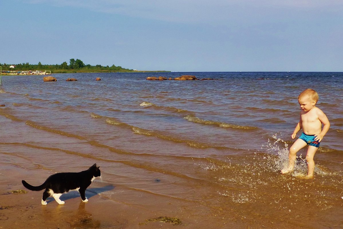 Нельзя котам в воду! - Nataly St. 