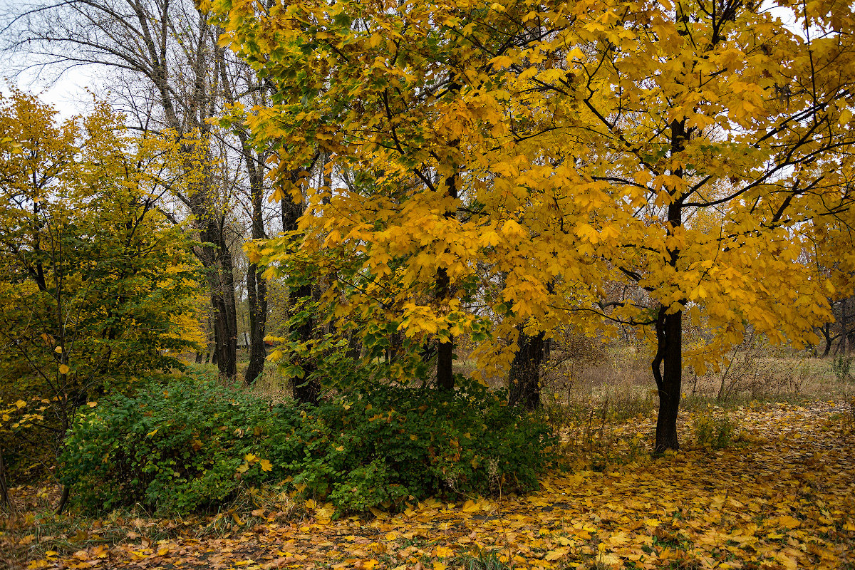 Осень в парке - Сергей Бочаров