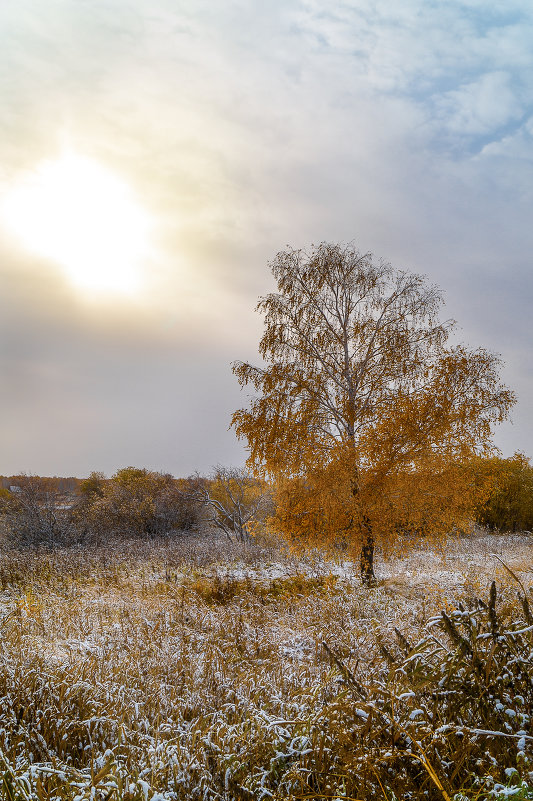 Одинокая березка под первым снегом - Леонид Санников