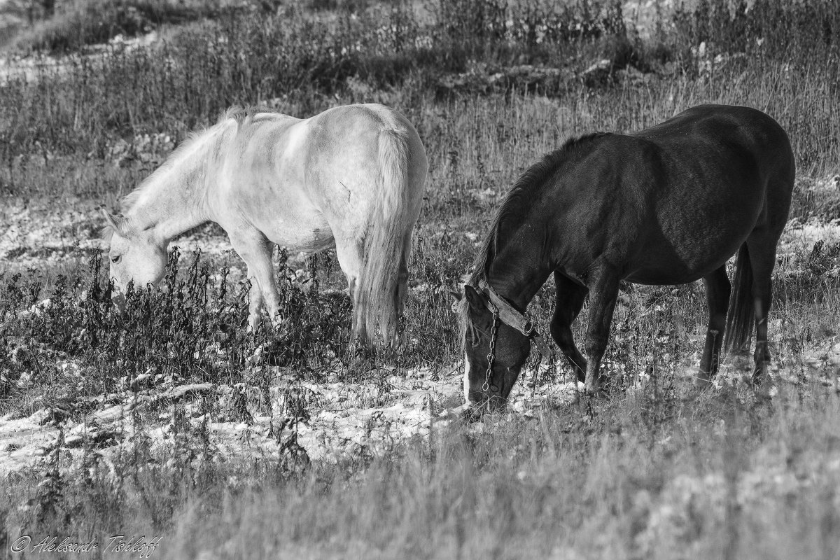 Horses - Aleksandr Tishkov