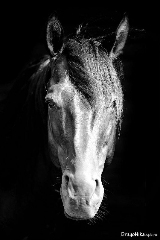 Портрет коня - Ника Петрова