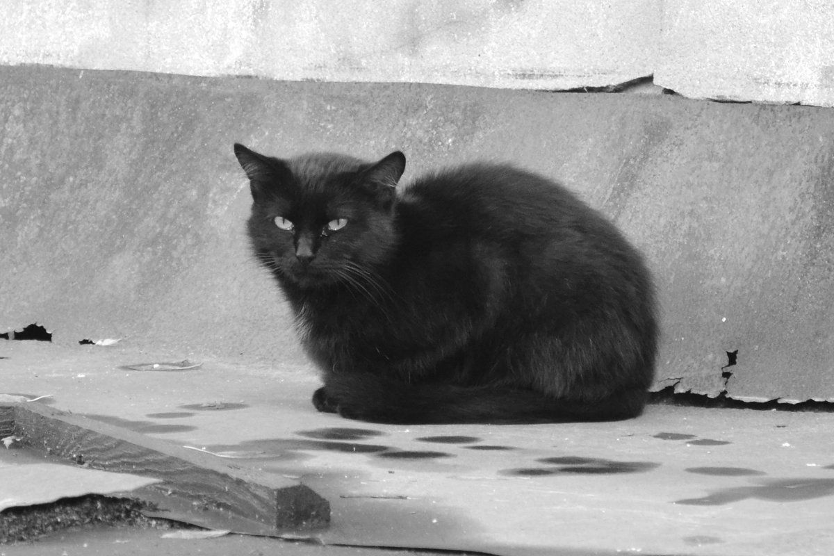 жил да был черный кот - Юлия Сургучёва