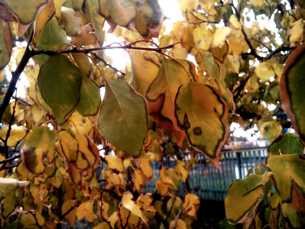 жёлтая листва - Delete Кра