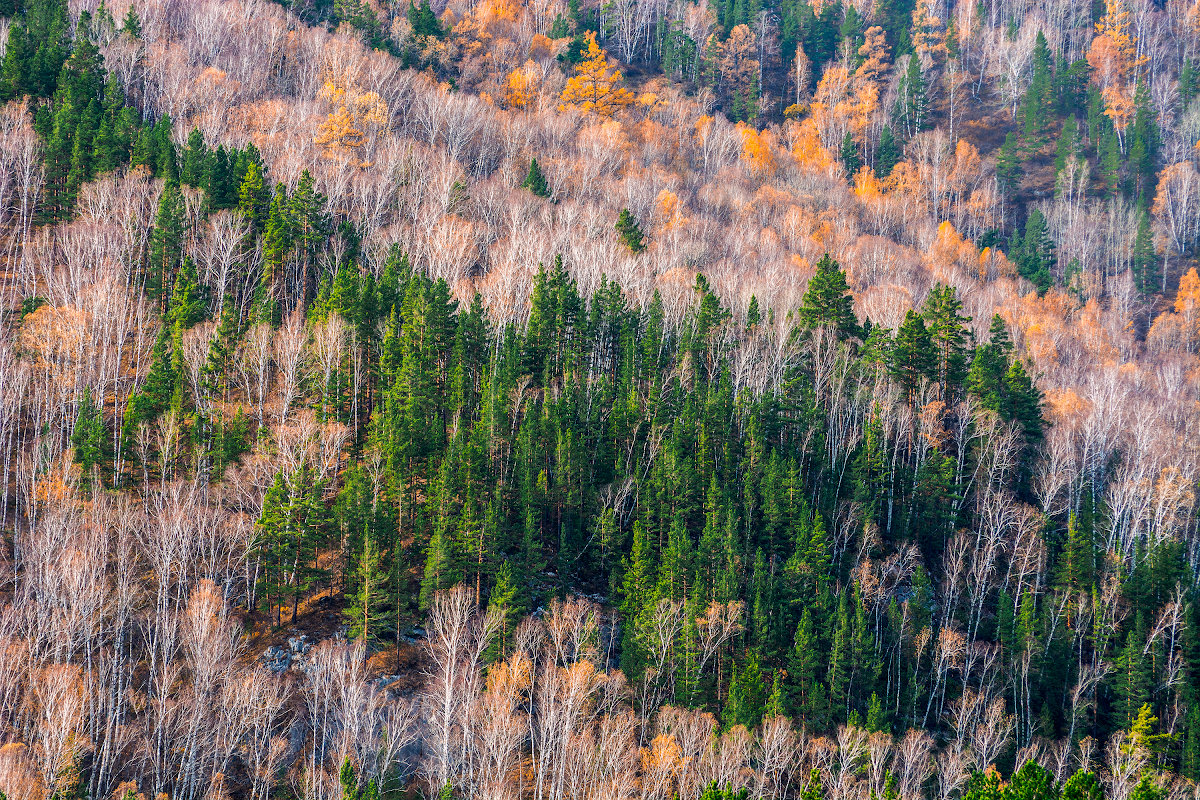 Осенний лес - Den SkyWet