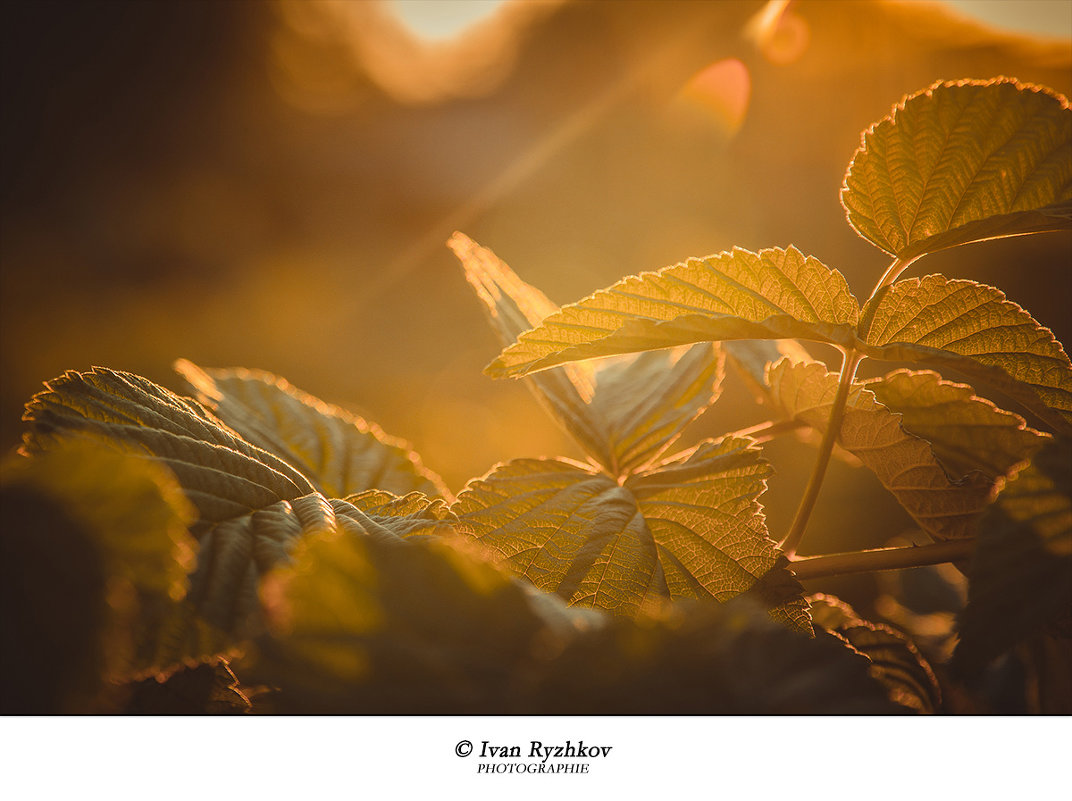 Листья малины в закатном свете - Иван Рыжков