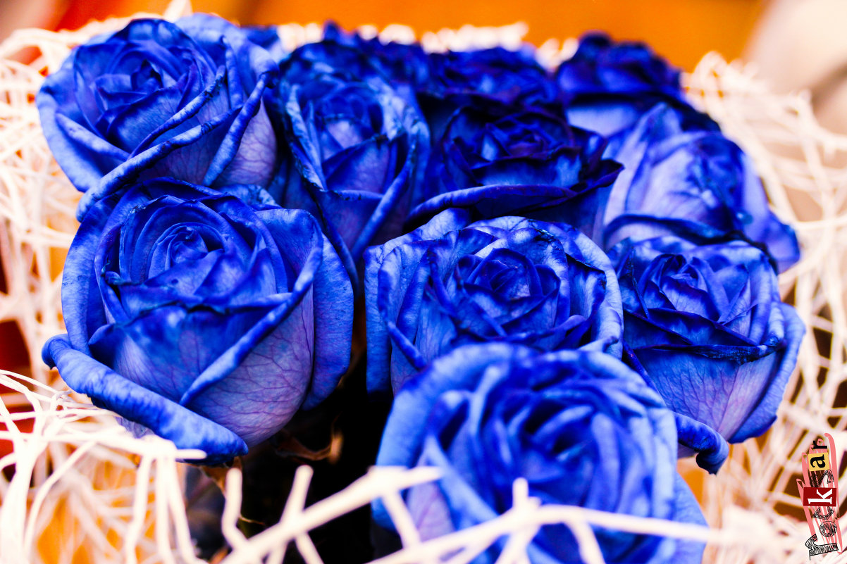 синие розы - Дилшод 