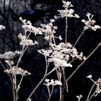 Кружева. :: Владимир Добровольский