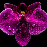 Слезы орхидеи :: Анна Никонорова