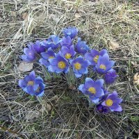 Весеннее цветение! :: Андрей Образцов