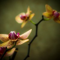 Орхидея :: Екатерина Ефремова
