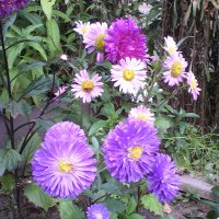 Цветы в саду :: Полина 