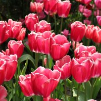 Розовые тюльпаны :: Анастасия Кисель