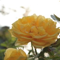 Желтая роза :: Алиме Исмаилова