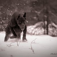 Сила и мощь :: Евгения Соколова