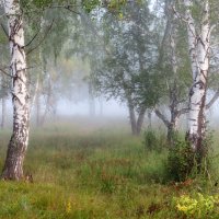 Утро в березовой роще :: николай матюшенков