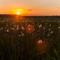 одуваны на закате :: Маришка Ведерникова