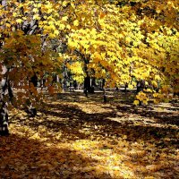Осеннее золото листьев :: Татьяна Пальчикова
