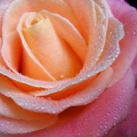 Разноцветная роза :: Victoria 
